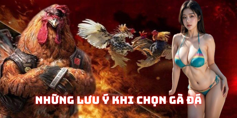 Những lưu ý liên quan đến cách chọn gà đá