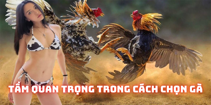 Tầm quan trọng về cách chọn gà đá